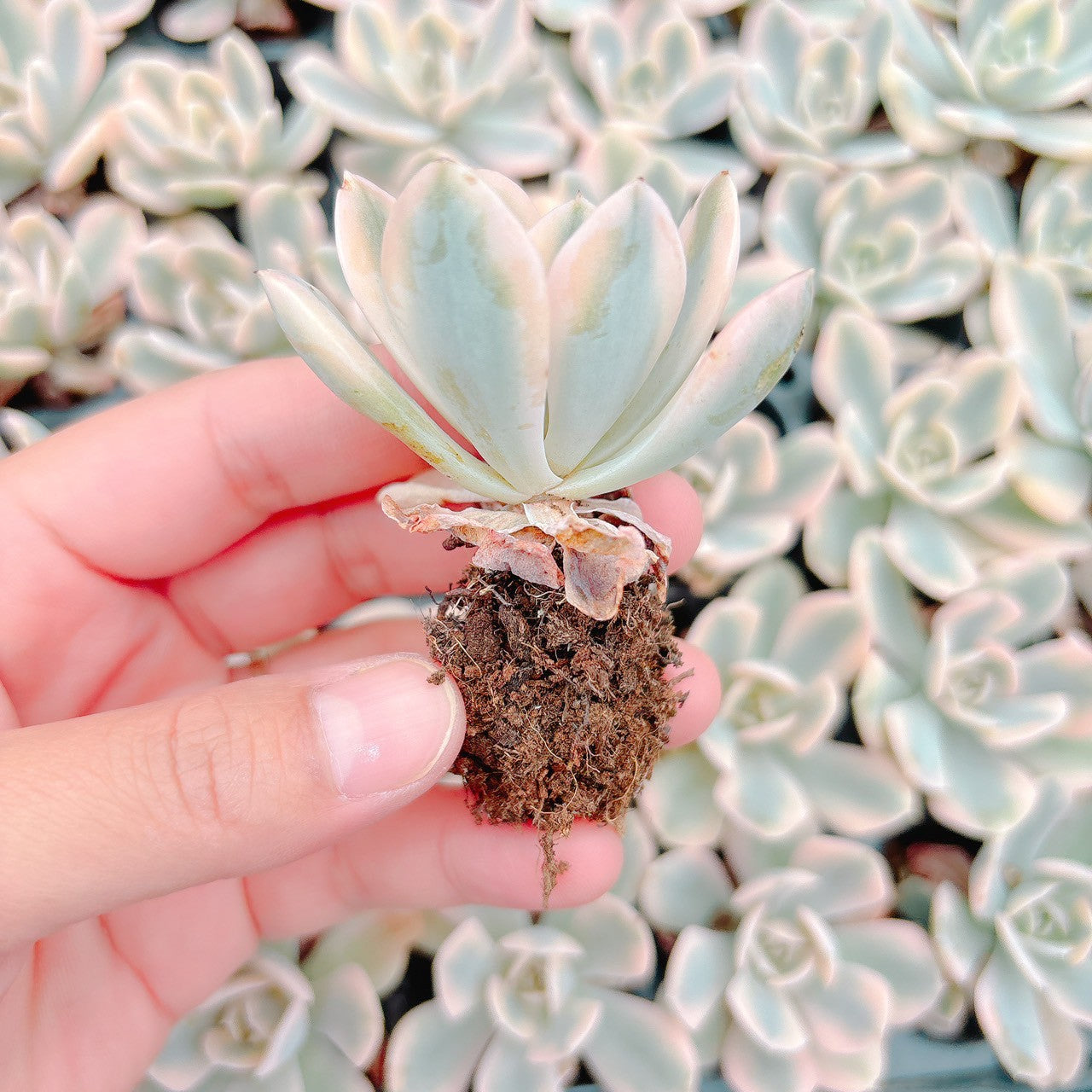ルンヨニー錦 A品 プラグ苗 – Bull Succulent