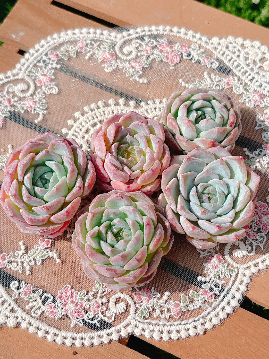 ピンクラブ　A品
