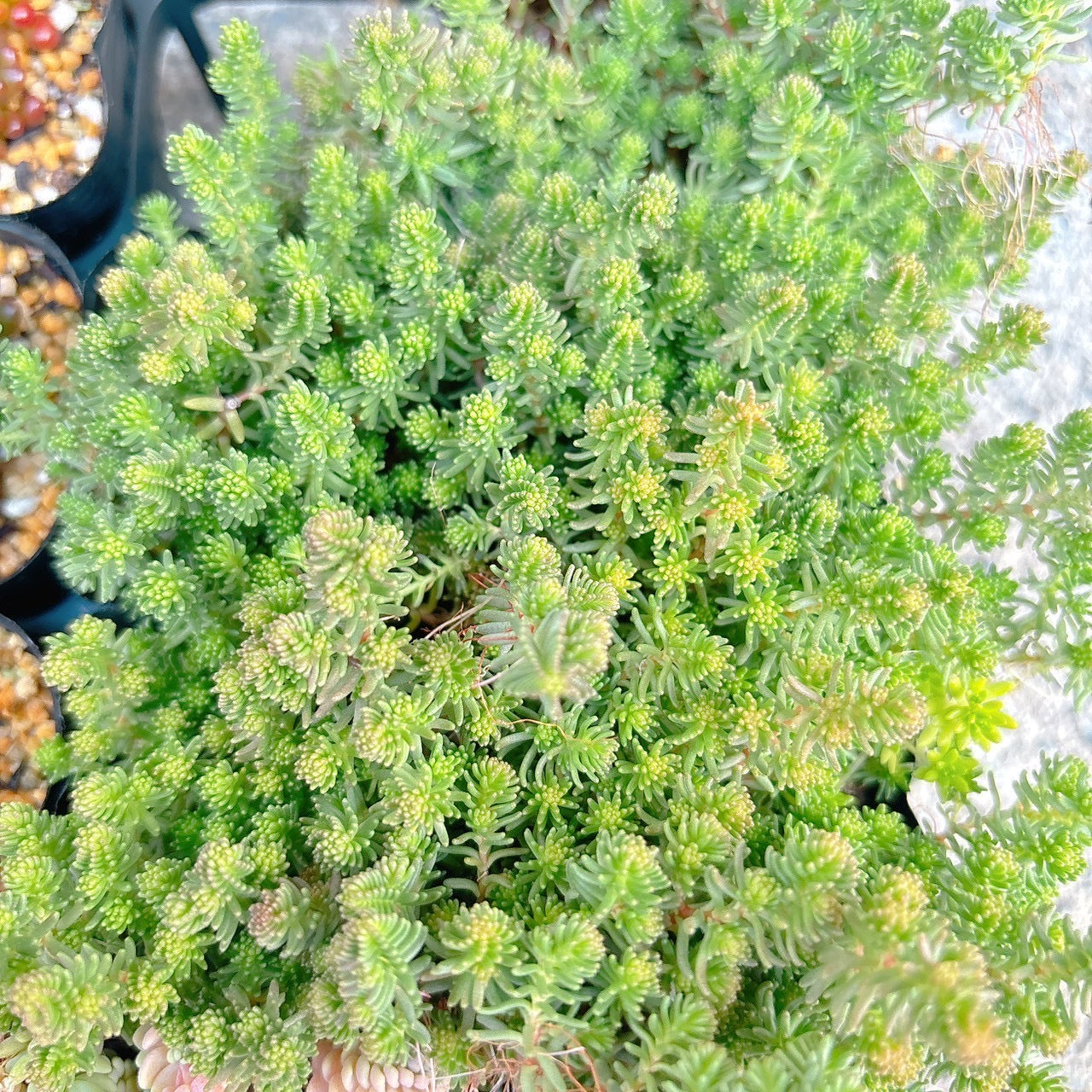 サクサグラレモスグリーン　A品