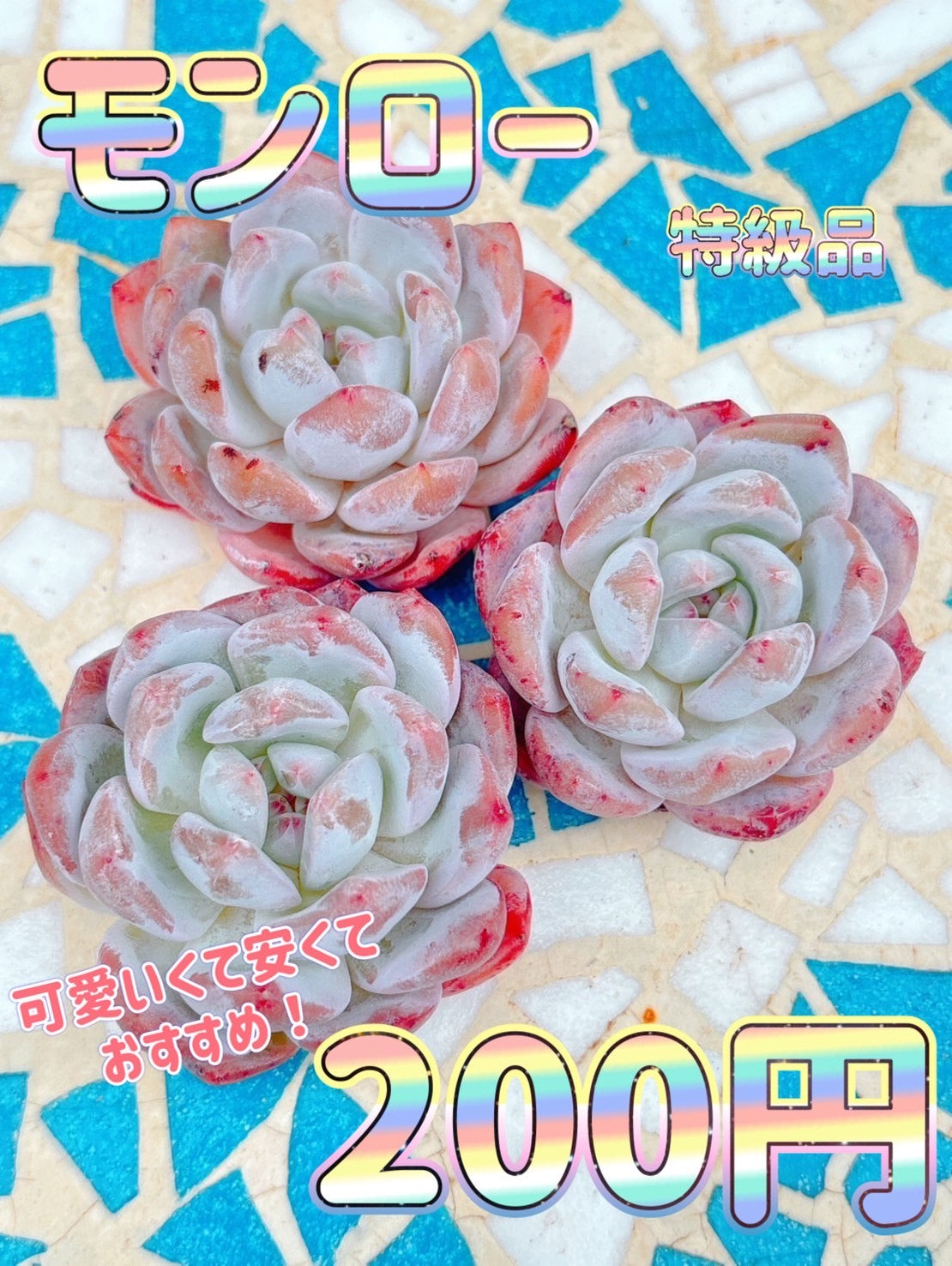 モンロー　特級品