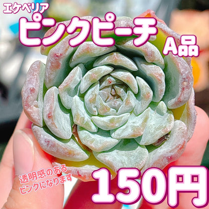 エケベリア　ピンクピーチ　A品