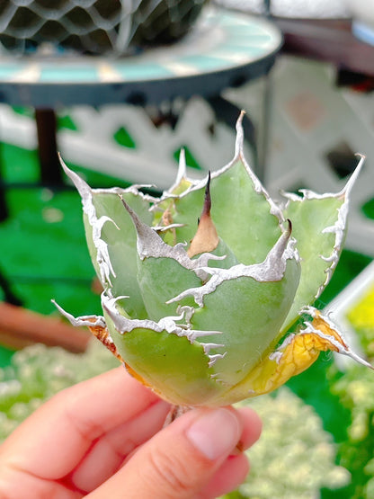 阿修羅　特級品