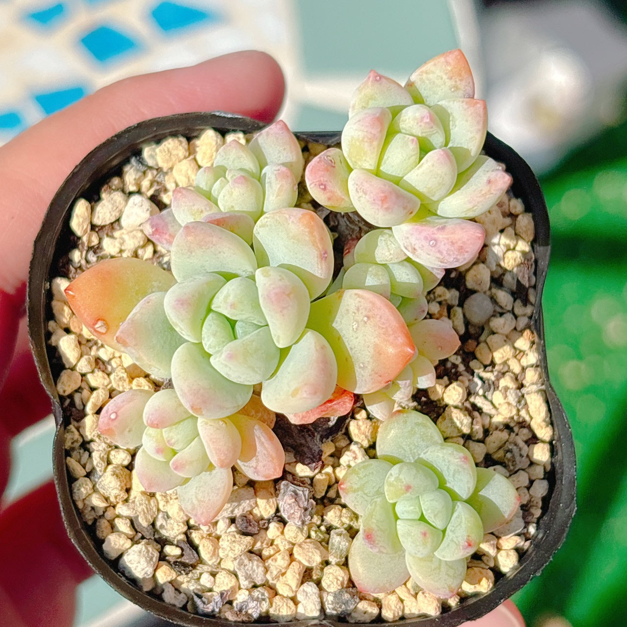 氷の花　A品　045