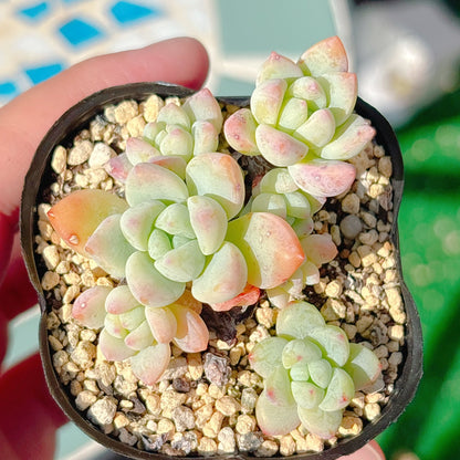 氷の花　A品　045
