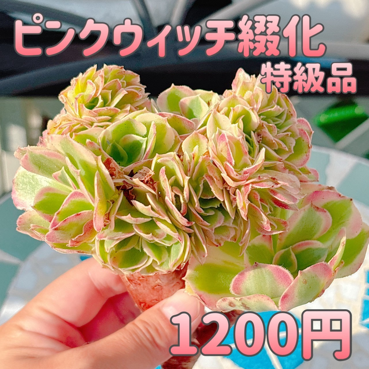 ピンクウィッチ綴化　特級品