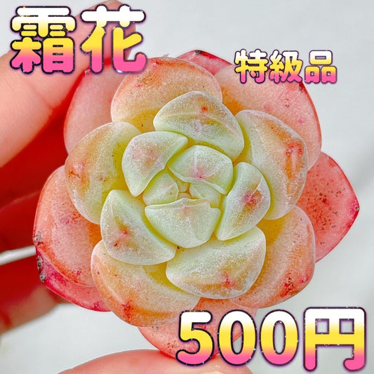 霜花　特級品