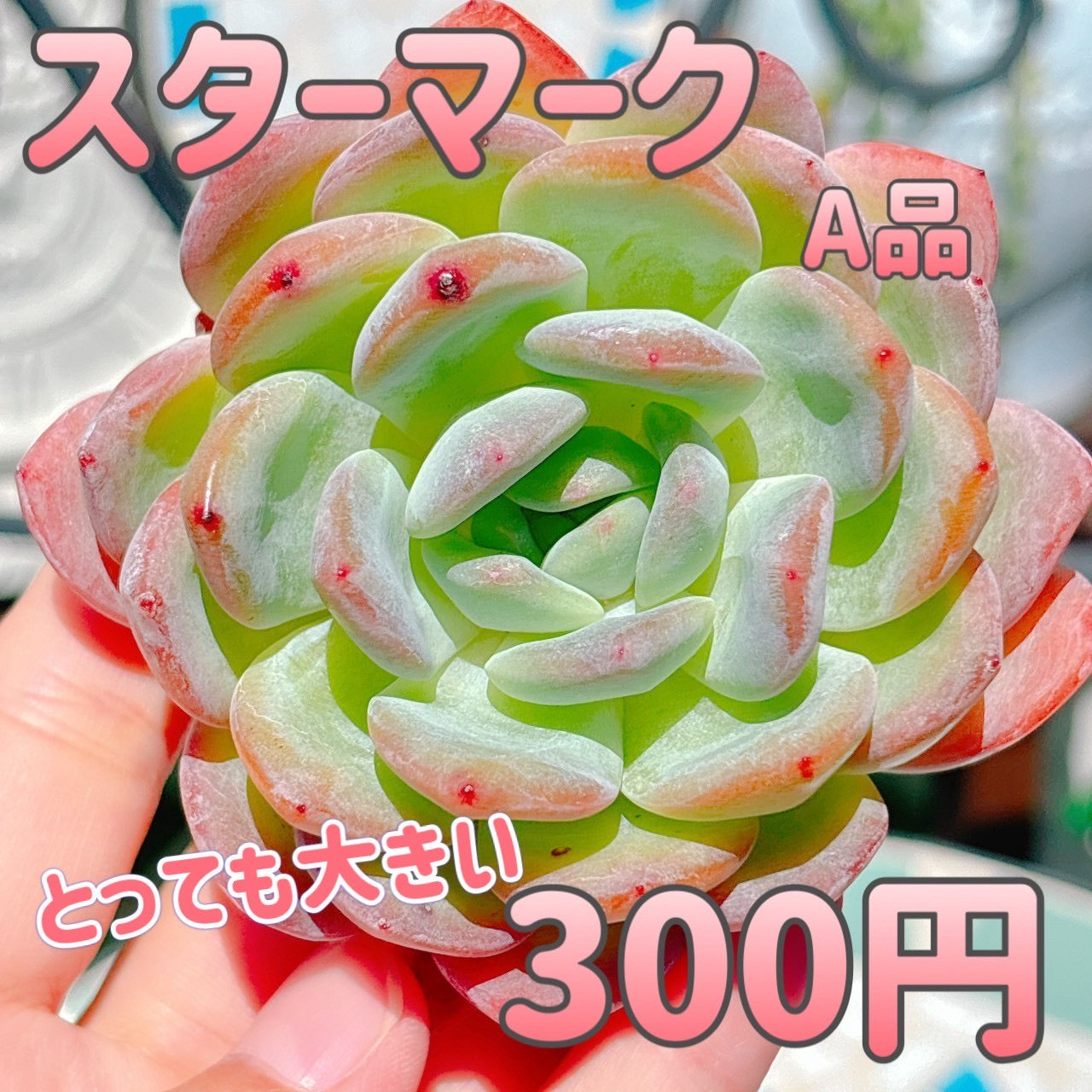 スターマーク　A品
