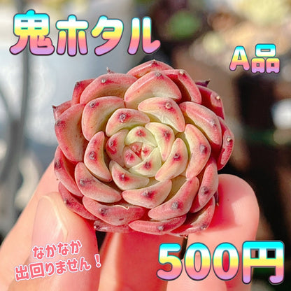 鬼ホタル　A品