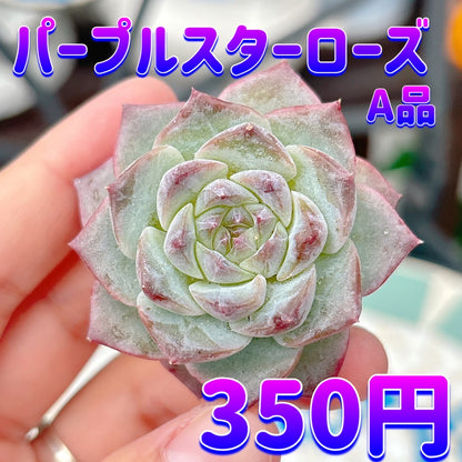 パープルスターローズ　A品