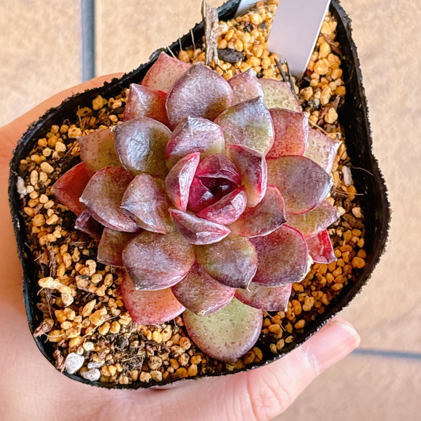 多肉植物