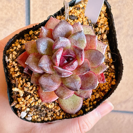 多肉植物