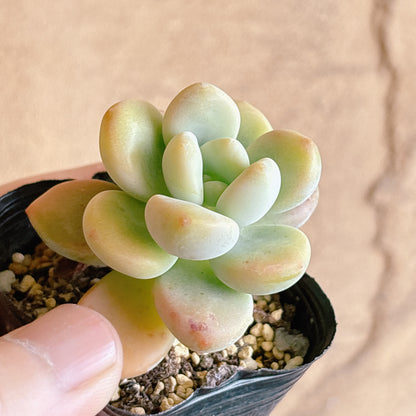 多肉植物