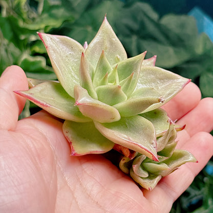 多肉植物
