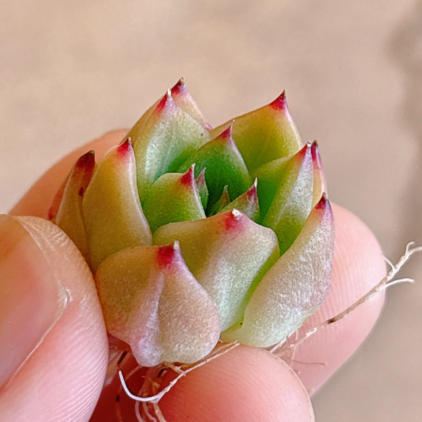 多肉植物