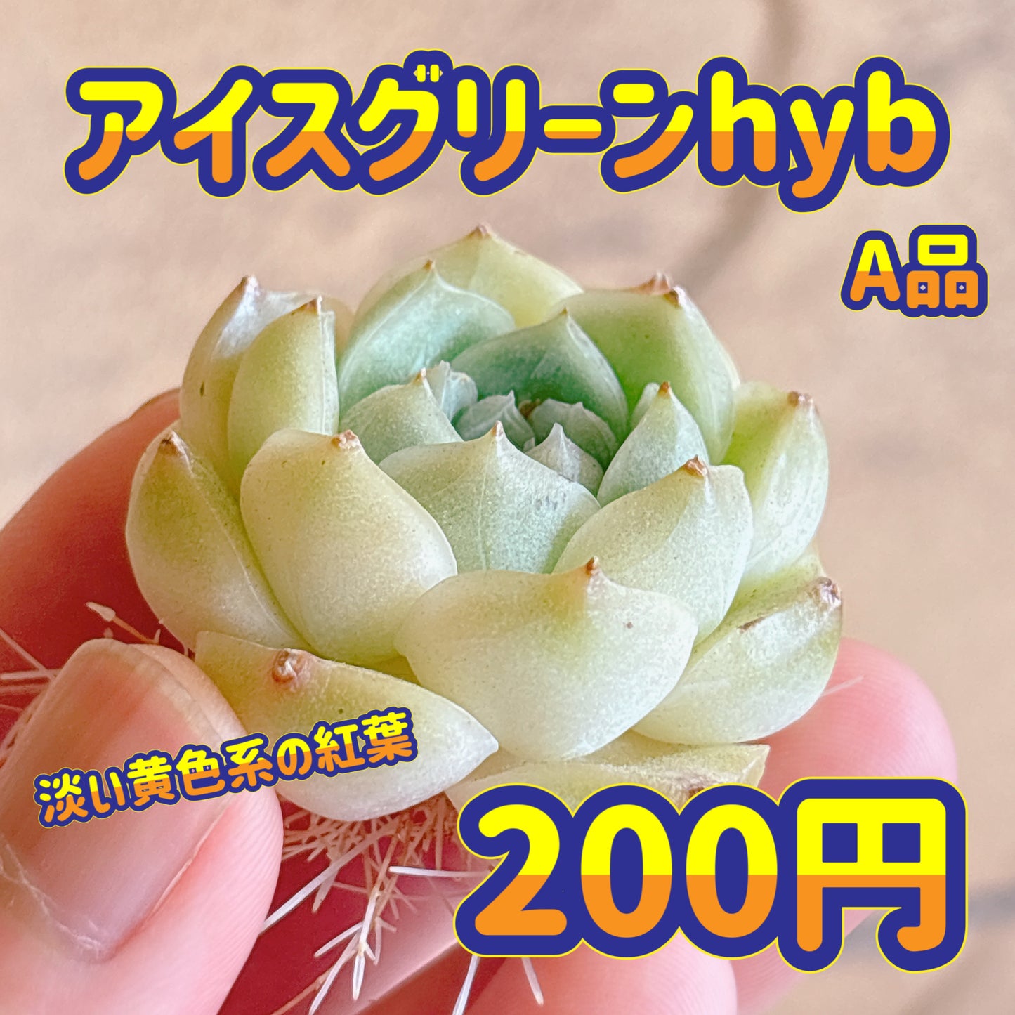 多肉植物