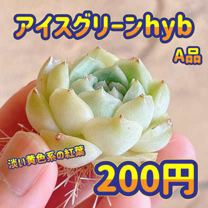 多肉植物