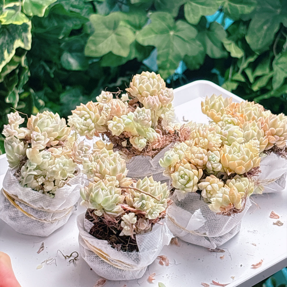多肉植物
