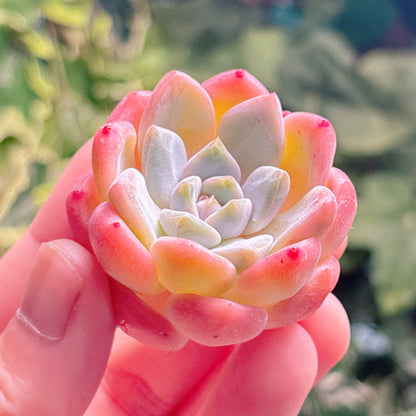 多肉植物