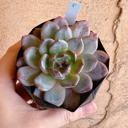 多肉植物