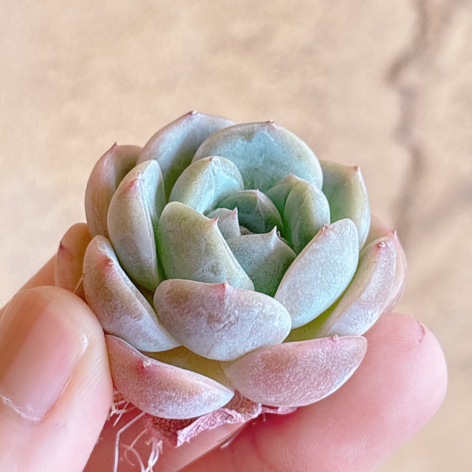 多肉植物