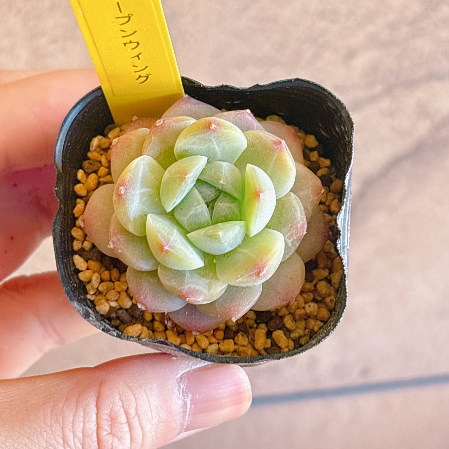 多肉植物