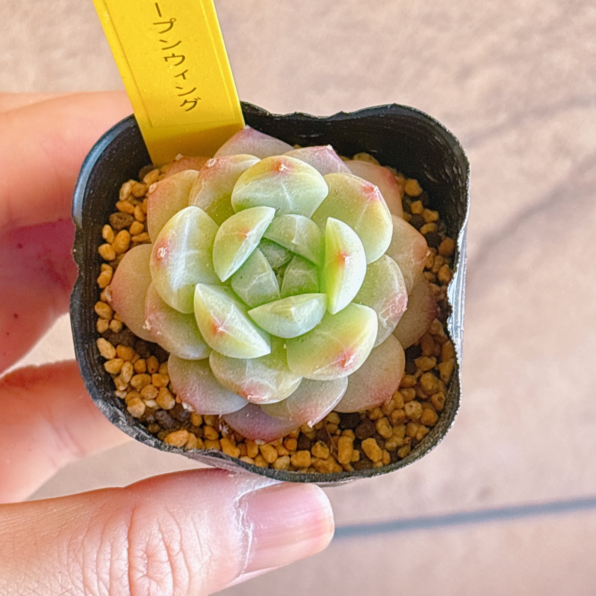 多肉植物