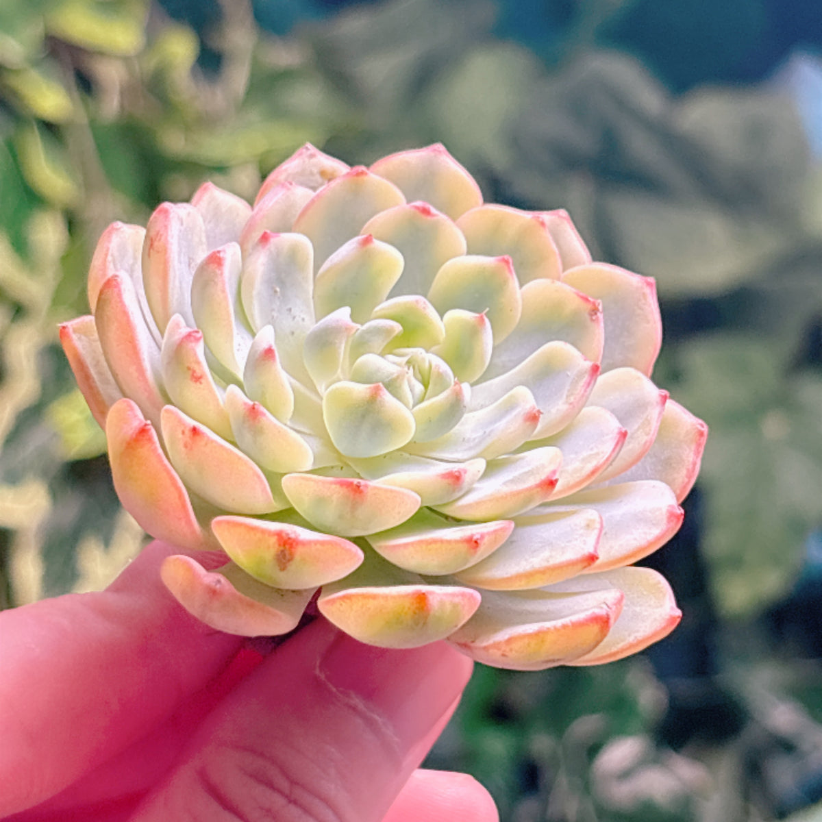 多肉植物