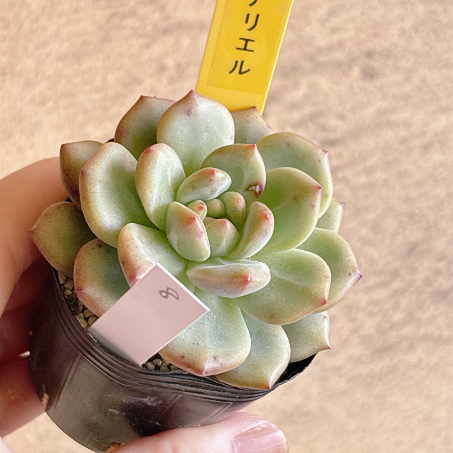多肉植物