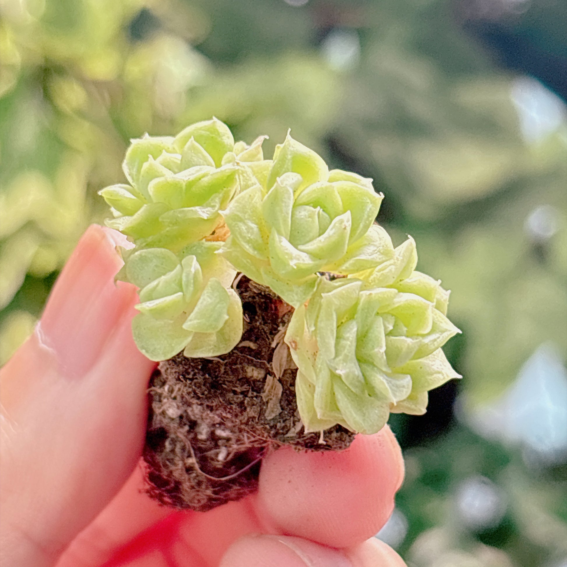 多肉植物