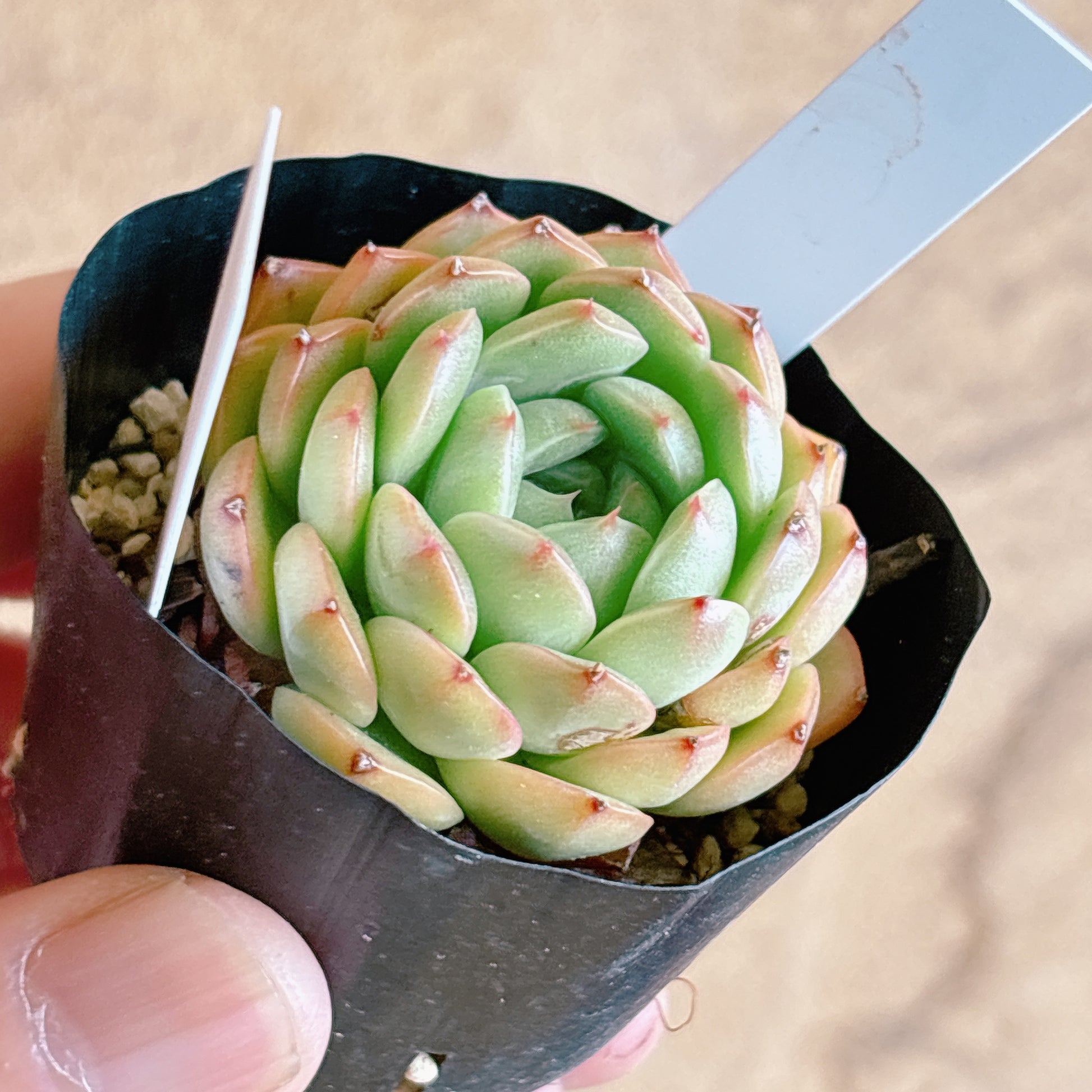 多肉植物