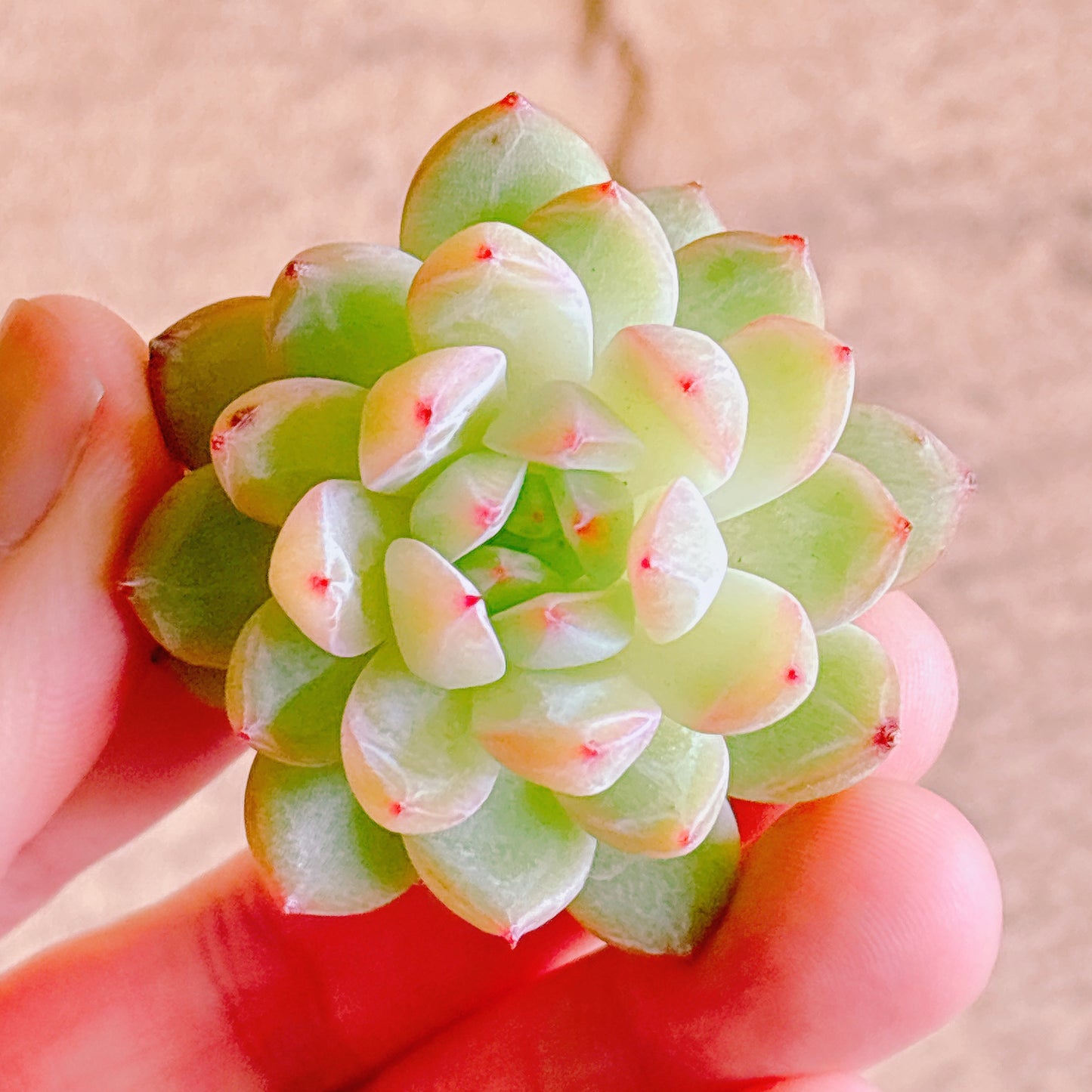 多肉植物