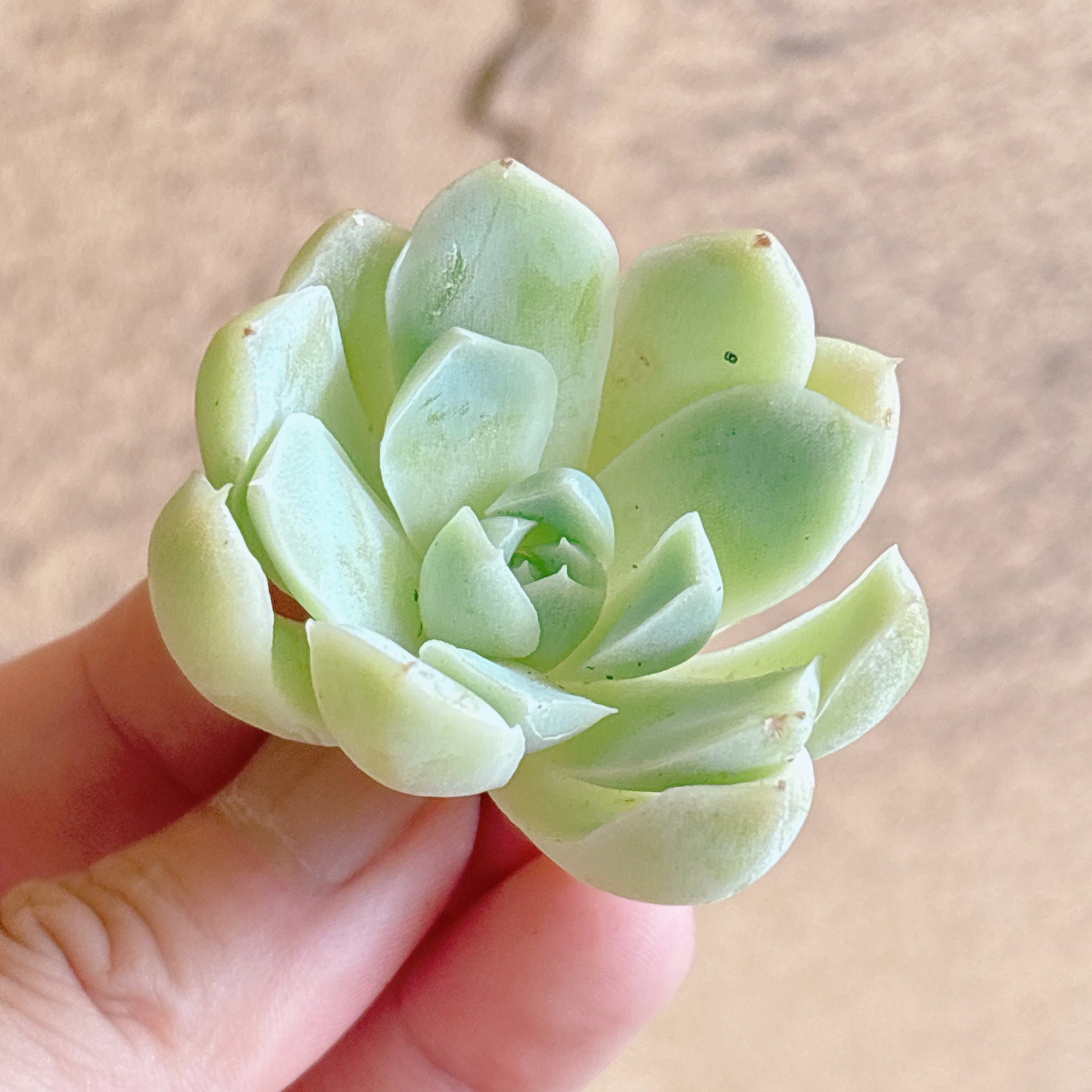 多肉植物