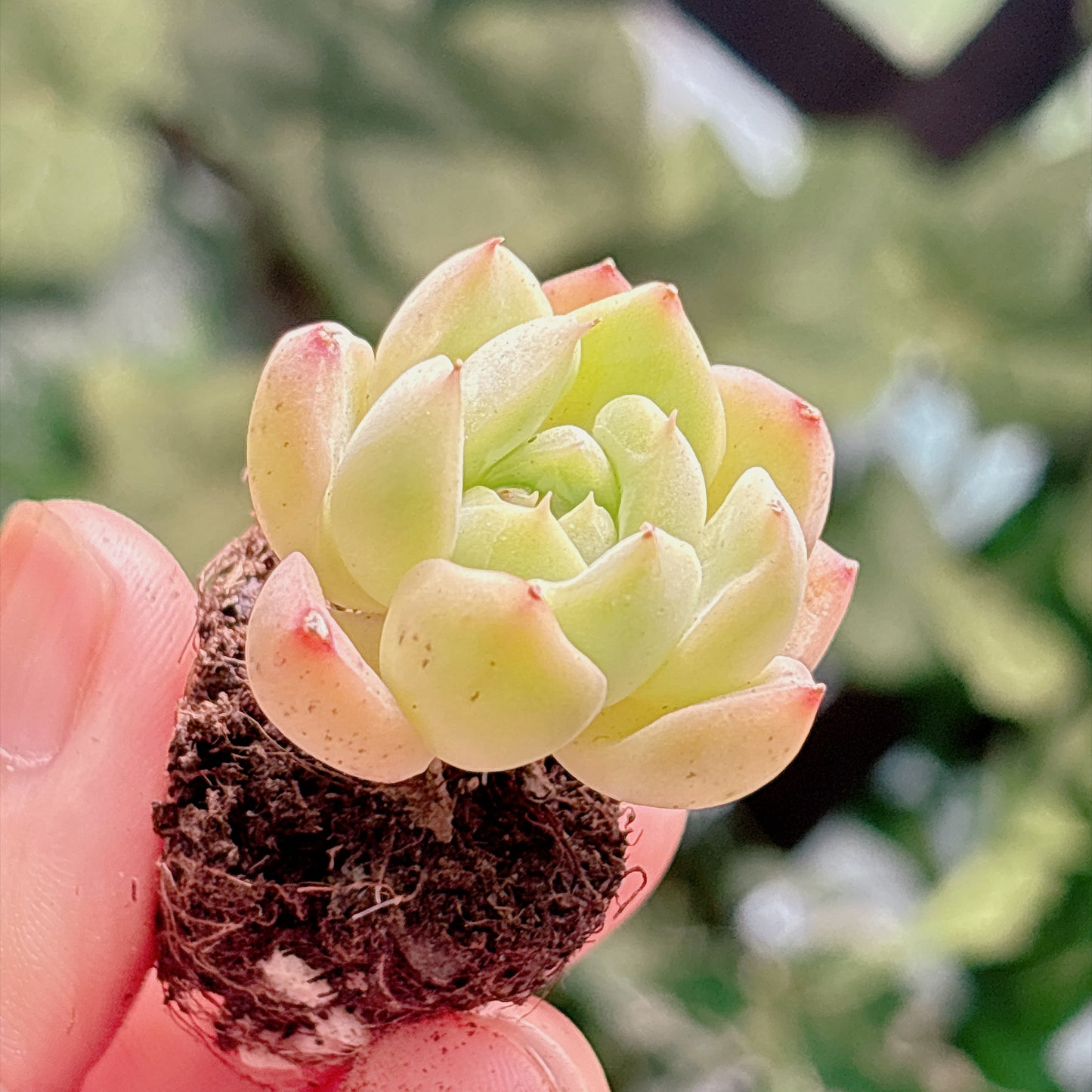 多肉植物