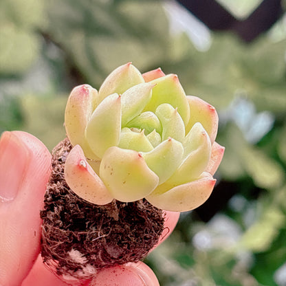多肉植物