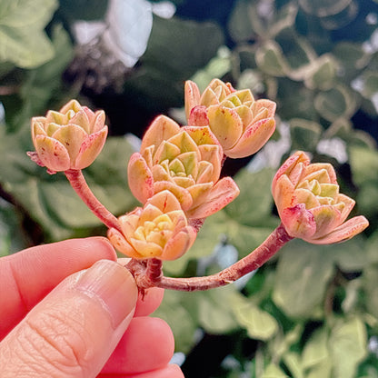 多肉植物
