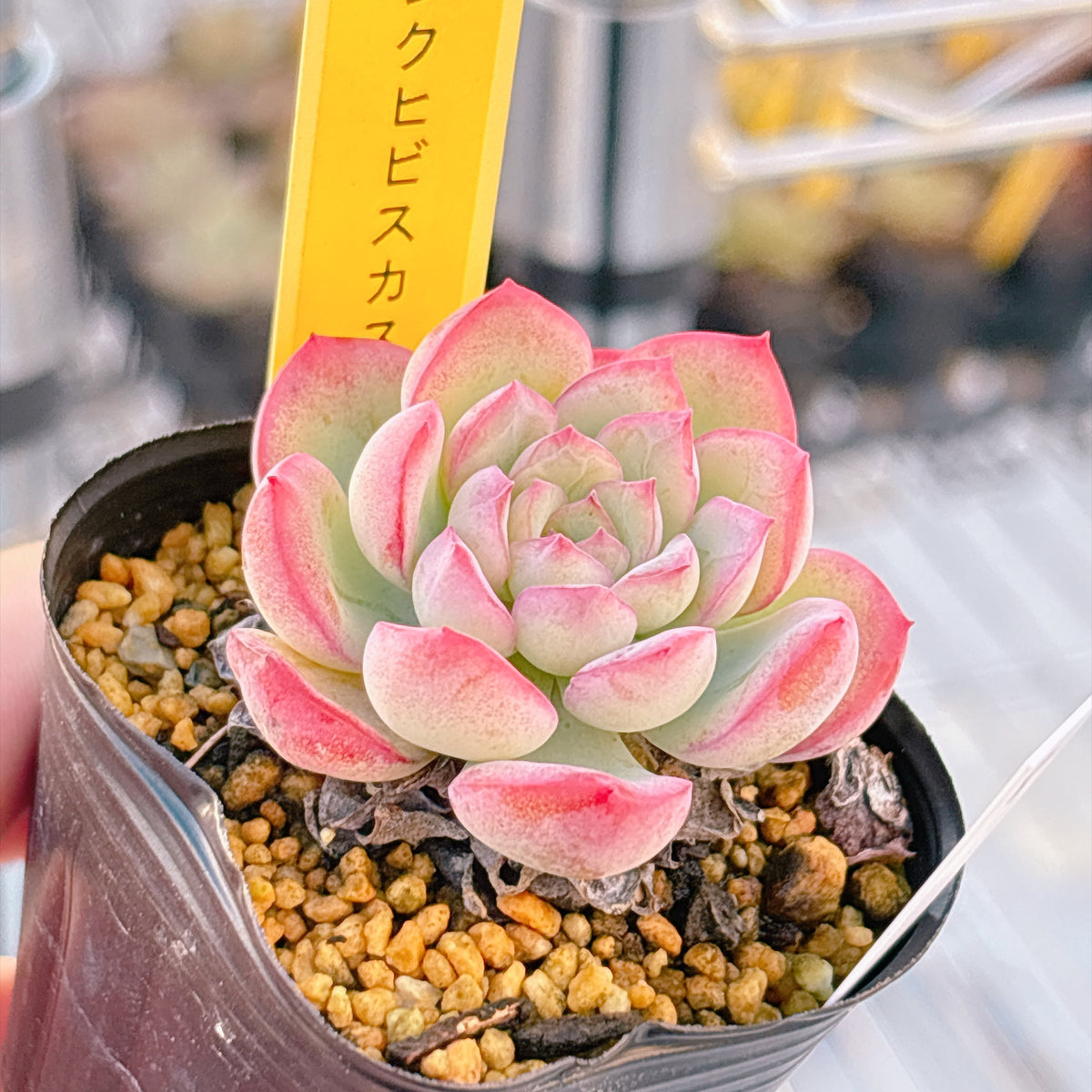 多肉植物