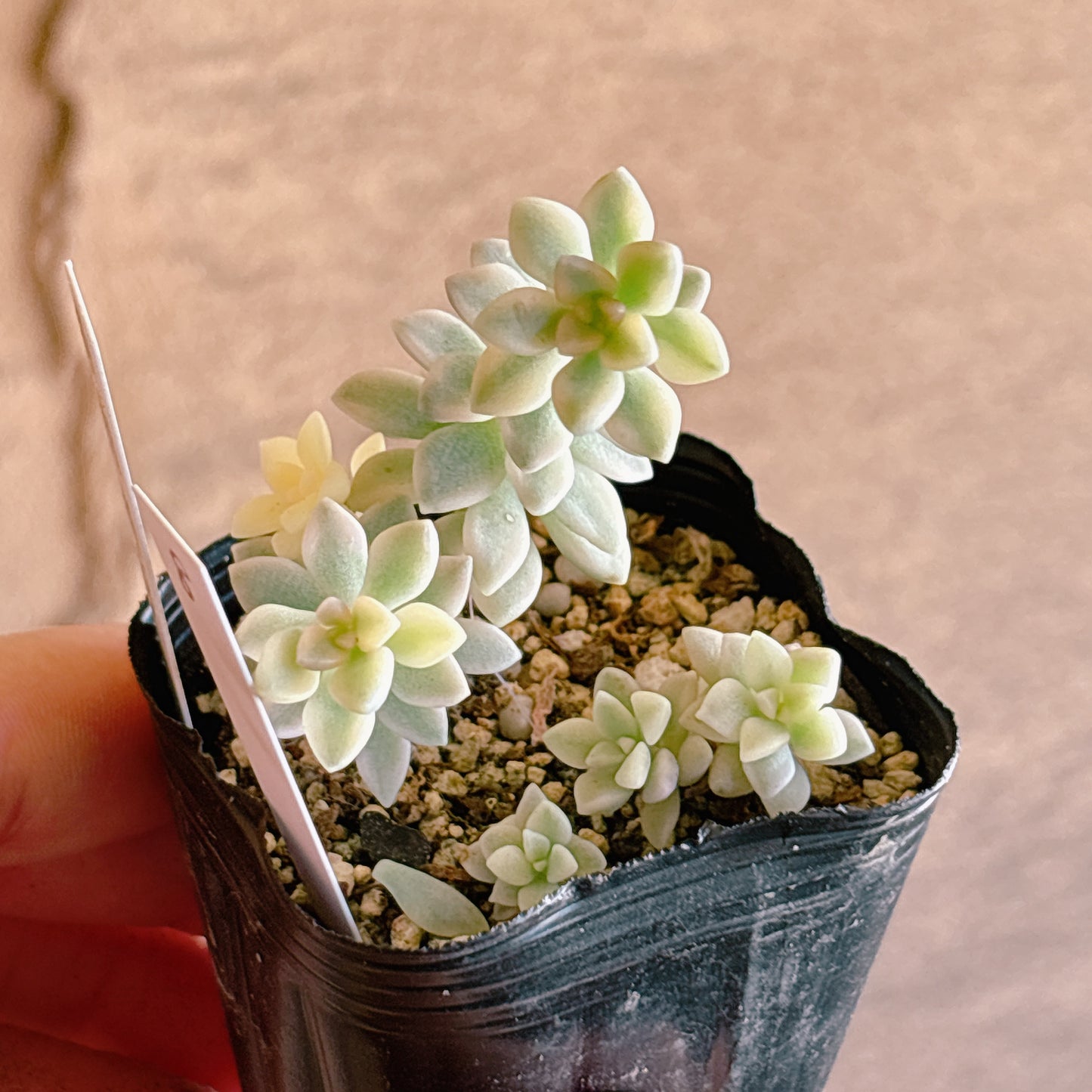 多肉植物