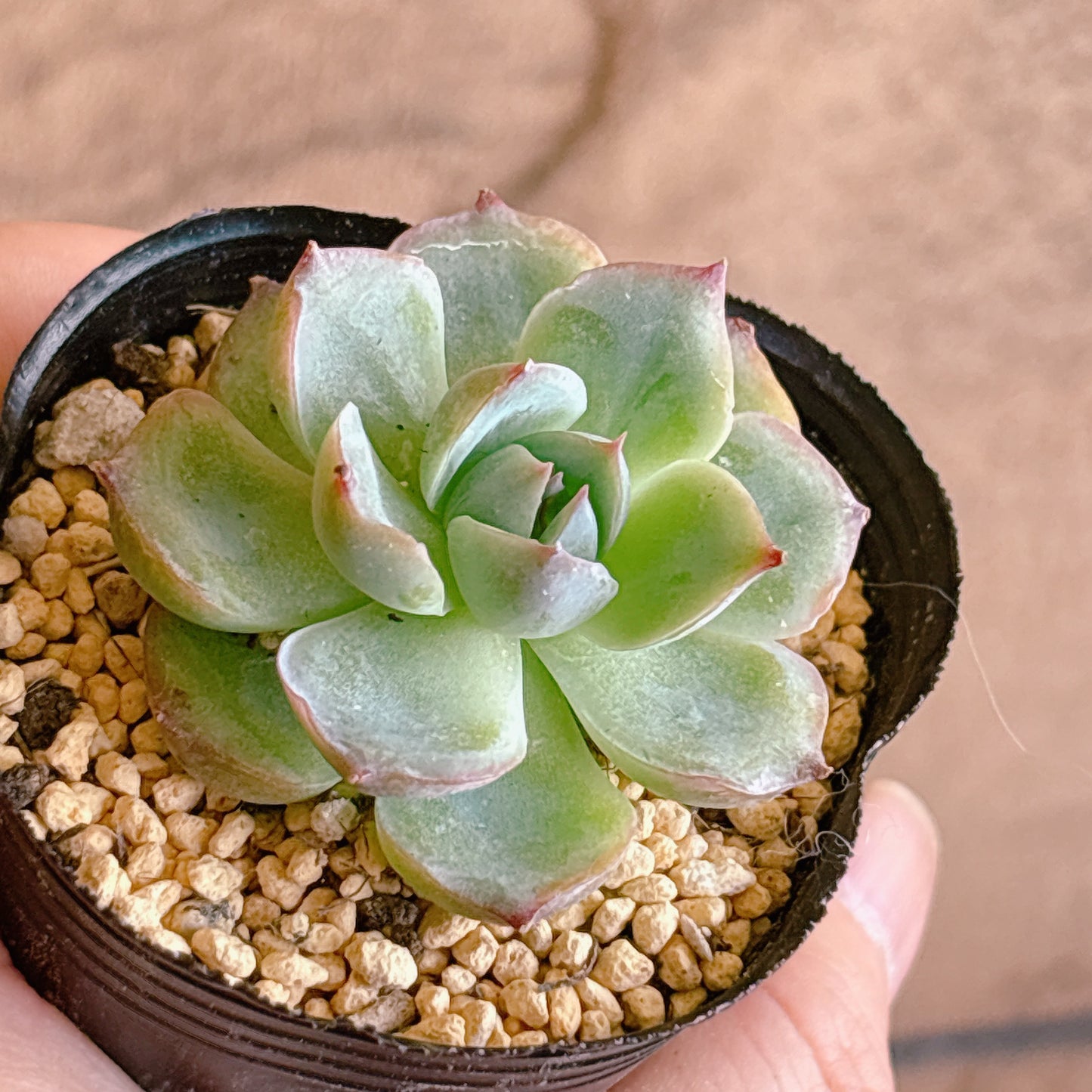 多肉植物
