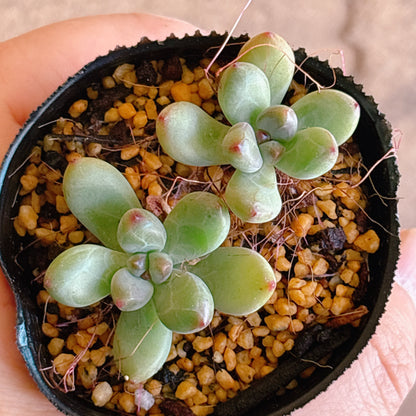 多肉植物