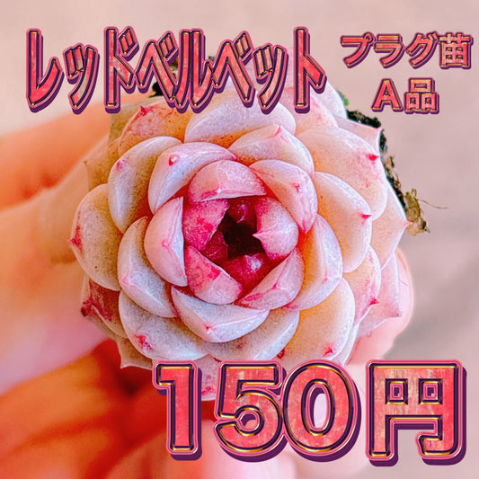 レッドベルベット　A品　プラグ苗