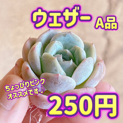 ウェザー　A品　カット苗