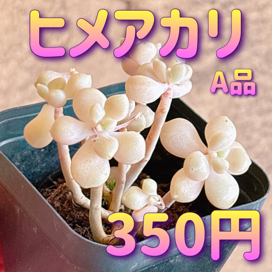 ヒメアカリ　A品　根付き苗