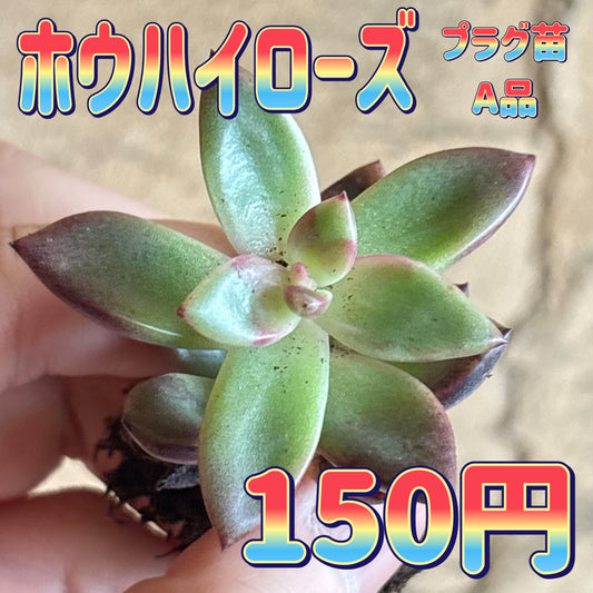ホウハイローズ　A品　プラグ苗