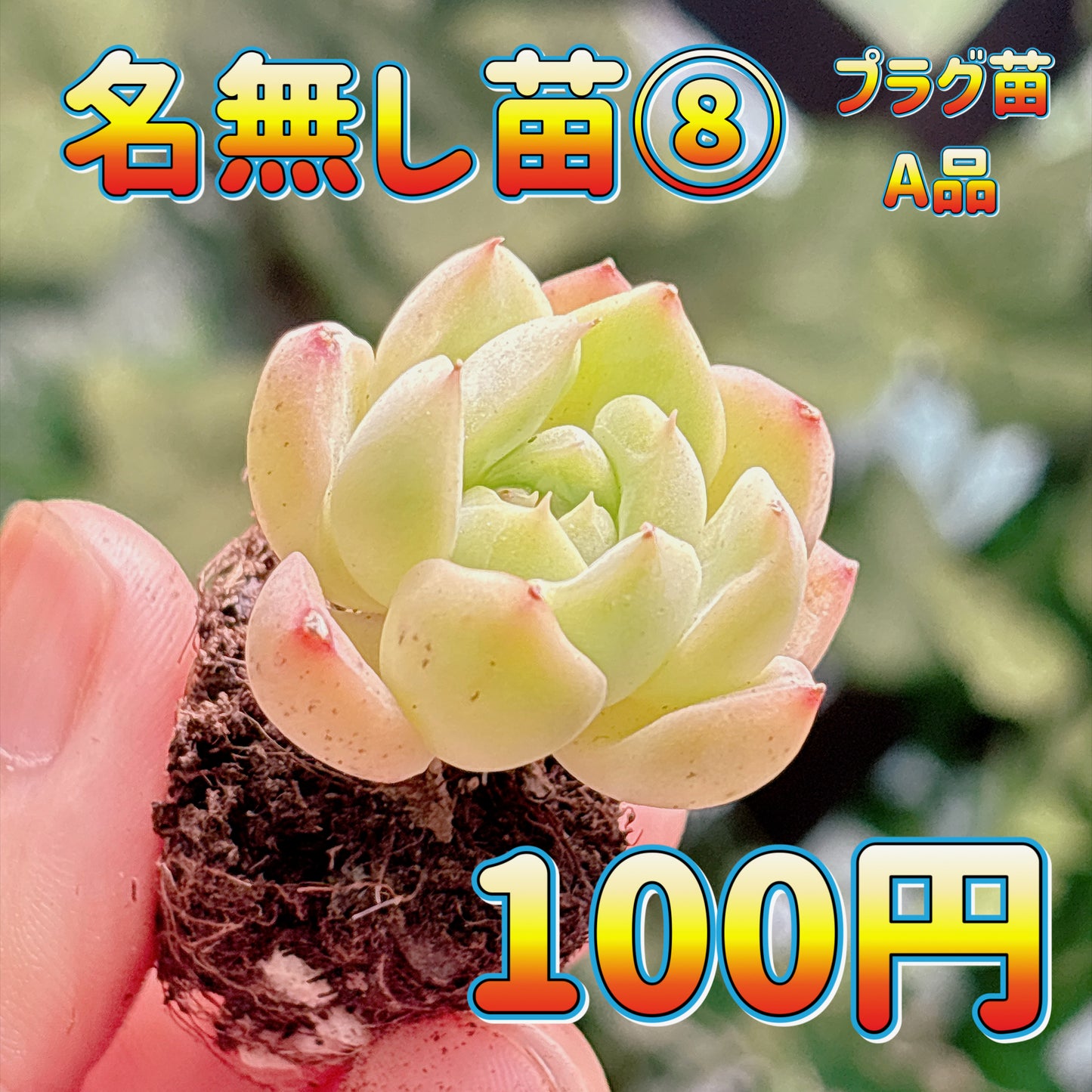 名無し苗８　A品　プラグ苗
