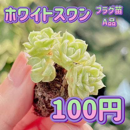 ホワイトスワン　A品　プラグ苗