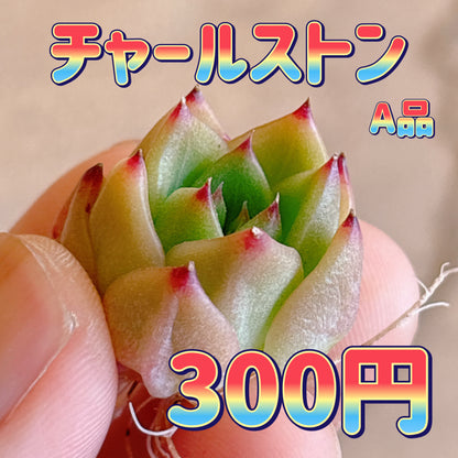 チャールストン　A品　カット苗