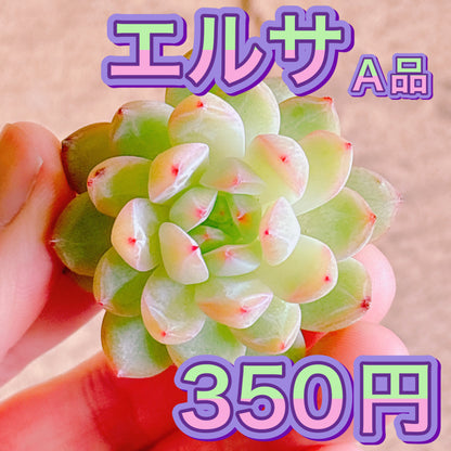 エルサ　A品　カット苗