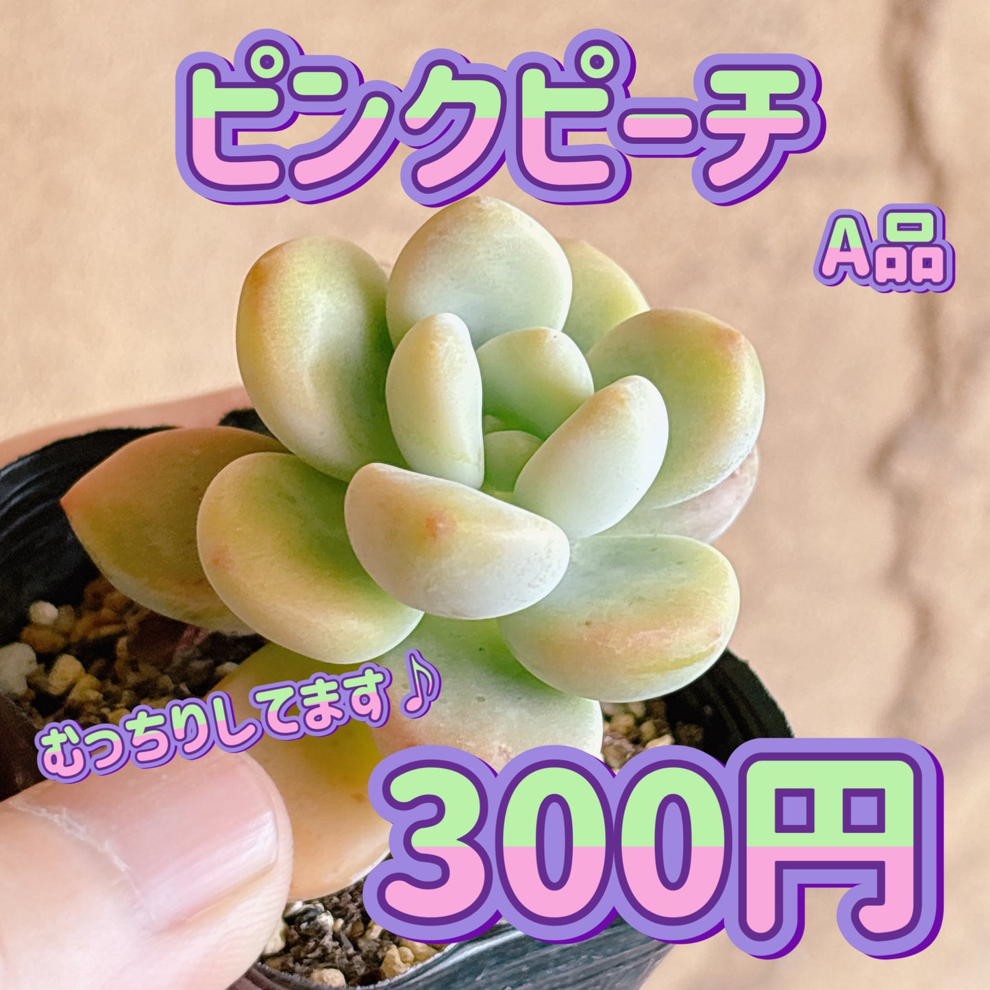 ピンクピーチ　A品　根付き苗