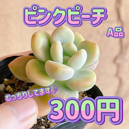 ピンクピーチ　A品　根付き苗