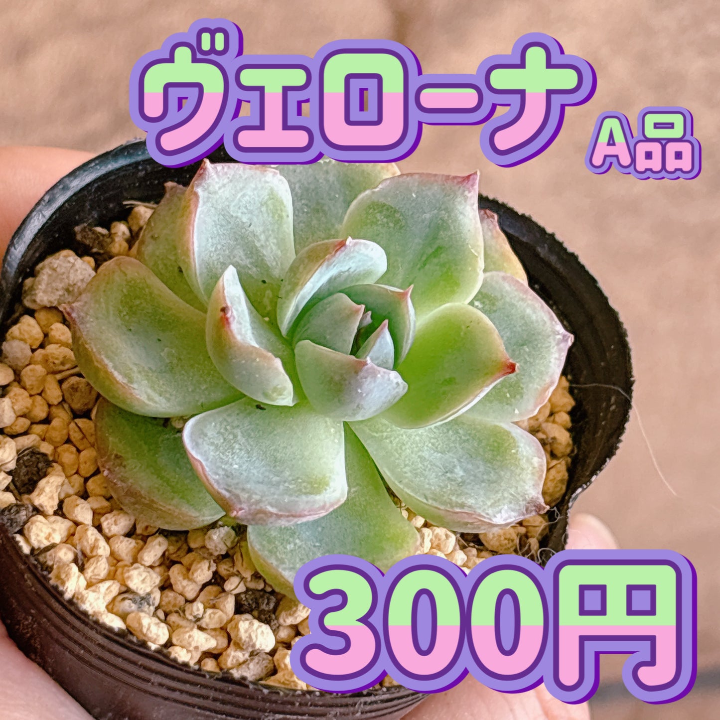 ヴェローナ　A品　根付き苗